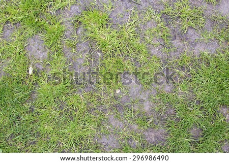 Grass lawn with bald patches, showing dirt