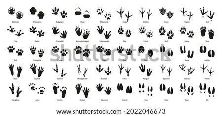 Collection of vector footprints of birds and animals.