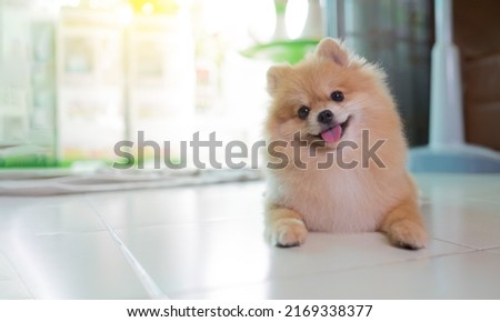 Pomeranian Spitz smiling lying in the house. Pomerania spitz with rounded face. Stock foto © 