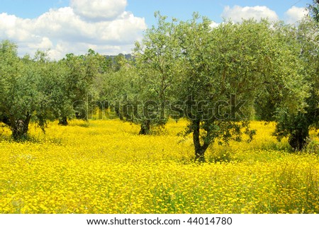 meadow and olive tree