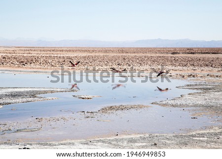 Similar – Foto Bild Flamingos überfliegen den Salar de Atacama