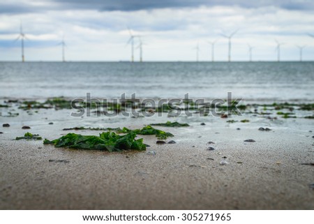 Seaweed washed up on the beach and blur wind turbine background