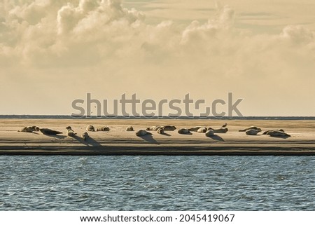 Similar – Image, Stock Photo Ebb tide on Helgoland