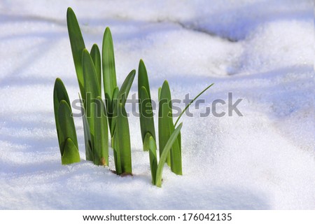 Similar – Foto Bild Frühling trifft Winter, Frühlingsheide mit Neuschnee bedeckt, Österreich