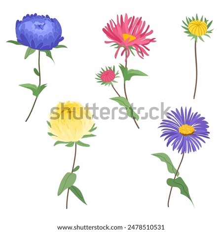 Similar – Image, Stock Photo aster flower Nature Plant