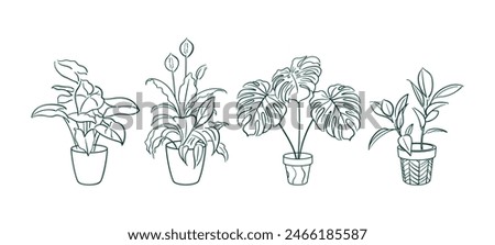 Set Exotic plant in a pot. Ficus, Syngonium, Monstera, Spathiphyllum. Home floriculture, house plants, hobby. Botanical Outline illustrations in hand drawn style. Vintage. stickers, design elements.