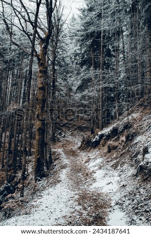 Similar – Image, Stock Photo Forest path in winter with mud and large puddles in which the trees are reflected