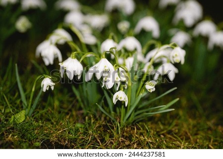 Similar – Image, Stock Photo Märzenbecher Blossom in the forest