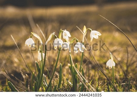 Similar – Image, Stock Photo Märzenbecher Blossom in the forest