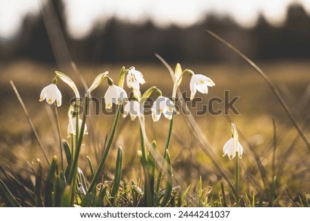 Image, Stock Photo Märzenbecher Blossom in the forest