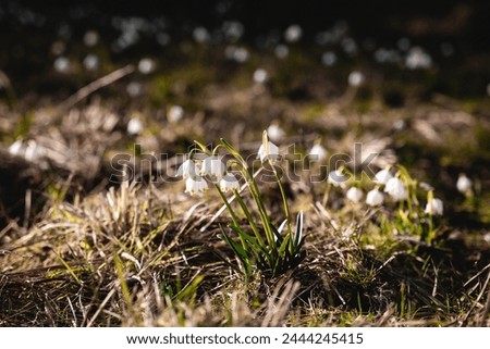 Similar – Image, Stock Photo Märzenbecher Blossom in the forest