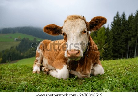 Foto Bild auf der Alm Umwelt Natur