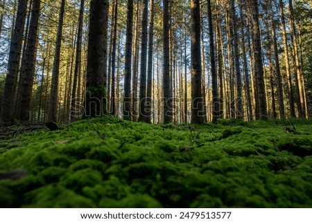 Similar – Image, Stock Photo Pine tree forest on a sunny summer day