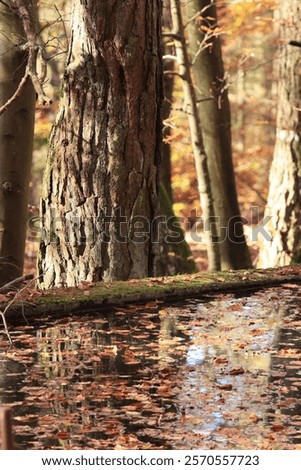 Similar – Image, Stock Photo Fallen leaves floating on water