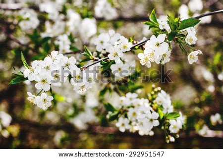 Blossom cherry tree. Nature Spring flowers background postcard. Cotton canvas texture.