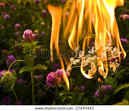 Controlled fire set on flowers that accompined wead in a new devaloped house\'s backyard.