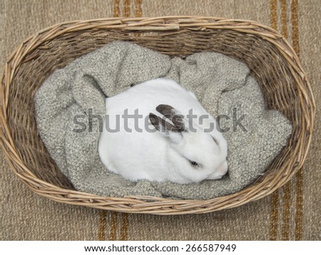 White bunny in basket. Top view