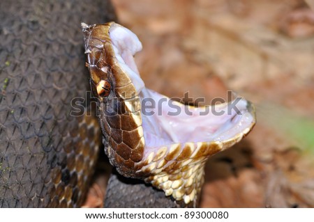 Close-up of a Cottonmouth snake with mouth wide open.