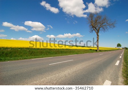 A road along calona field
