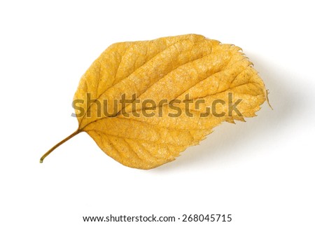 Dry fallen leaf isolated on white paper background