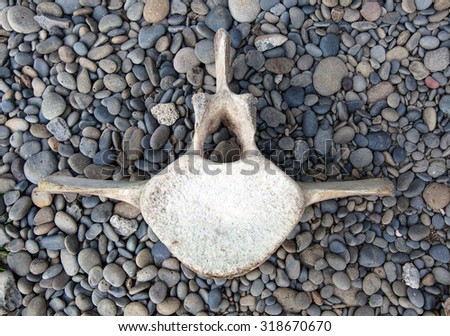 Big whale bone laying on black beach pebbles in Iceland