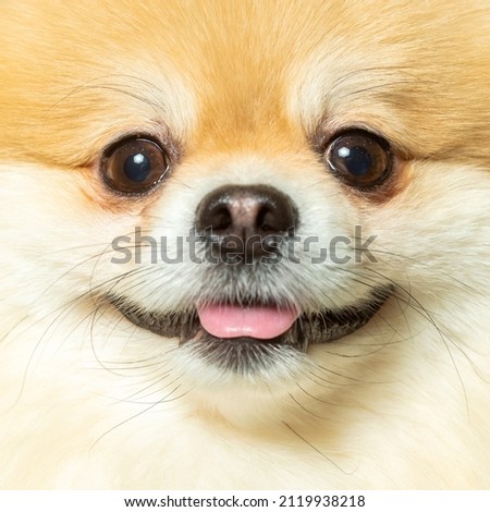 Close-up of a happy German Spitz dog Stock foto © 