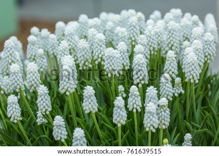 Similar – Image, Stock Photo grape hyacinth Muscari