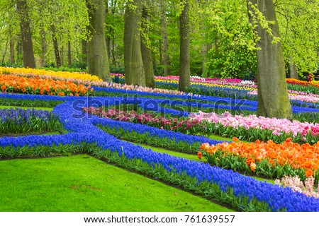 Similar – Image, Stock Photo grape hyacinth Muscari