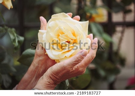 Image, Stock Photo Unrecognizable senior lady admiring sunset over ocean from boardwalk