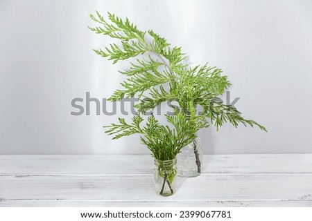 Similar – Image, Stock Photo Bouquet of cypress branches in ice cream cone