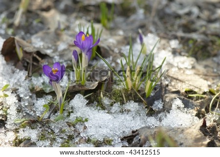 First flowers in snow