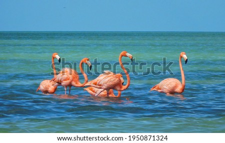 Beautiful pink flamingos in Yucatan, Mexiko Stock fotó © 