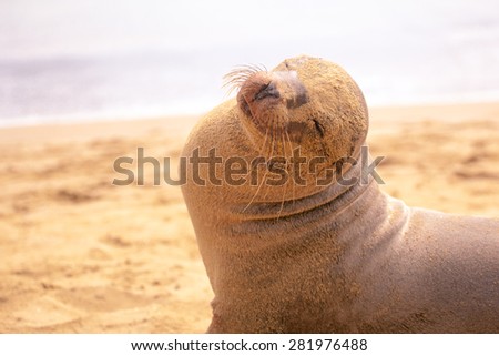 A sea lion play sand on the beach, Galapagos Islands, Ecuador