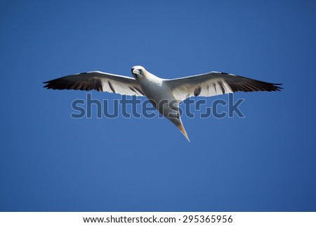 Northern Gannet flying in Bonaventure Island, Perce, Gaspe, Quebec, Canada.\
Bonaventure Island is home of one of the largest colonies of gannets in the world.