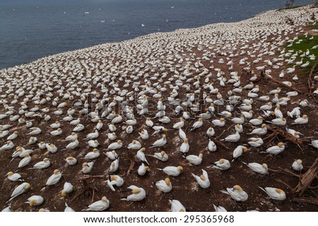 Similar – Image, Stock Photo Young gannet Environment