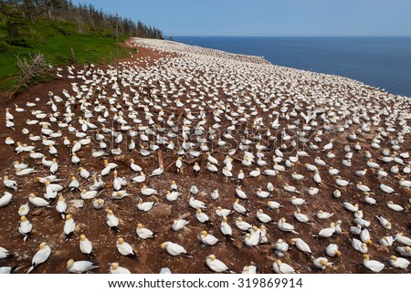 Similar – Image, Stock Photo Young gannet Environment