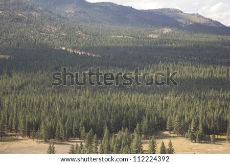 Aerial of a pine tree forest - Dog Valley California