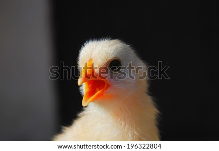 The little baby chicken on the farm