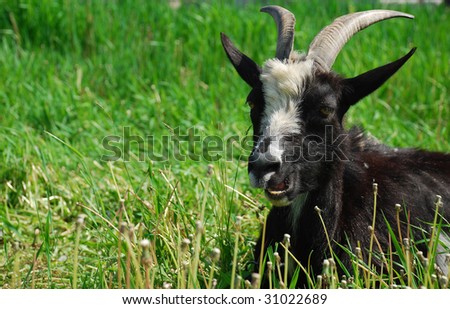 smiling goat on a background a green grass