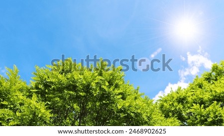 Similar – Foto Bild Bäume auf Himmel Hintergrund, Frühlingsspaziergang