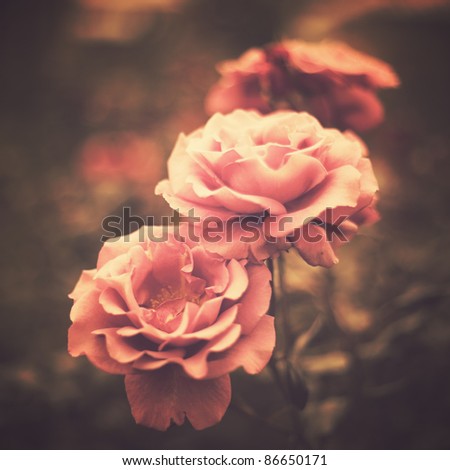 Vintage Roses Stock Photo 86650171 : Shutterstock