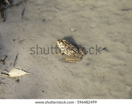 Similar – Image, Stock Photo Unterwasseraufnahme von einer Kröte in einem Moorsee in Bayern