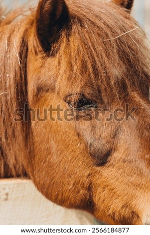 Similar – Image, Stock Photo Brown horse resting in stable