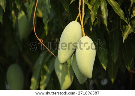 Closeup Mango On Tree in Thailand Southeast Asia