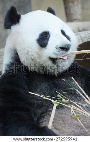 Closeup Hungry giant panda bear eating bamboo