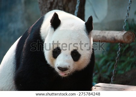Panda Bear looking