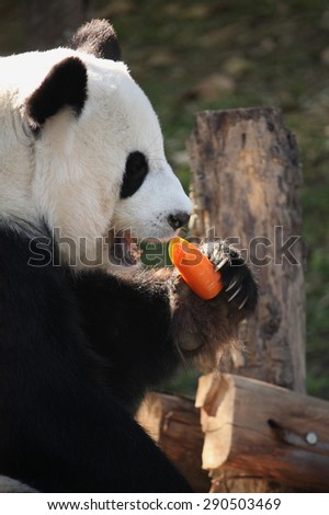 giant panda bear eating carrot