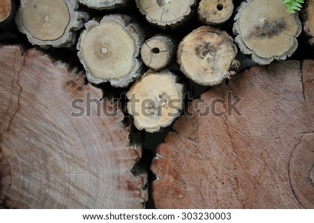 Wood texture background have many logs that cut from big tree and small tree