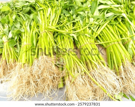 Similar – Image, Stock Photo Kale in basket View from above