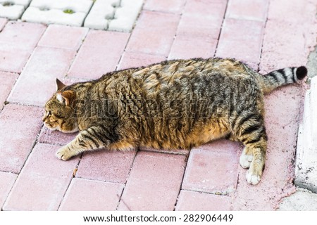 fat cat lying